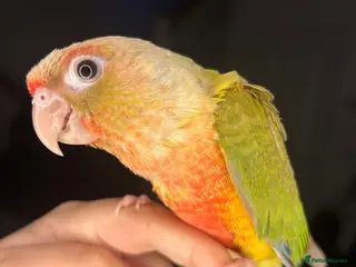 Conures birds Hand reared conure in Newport - Advert 1