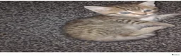 Mixed Breed cats for sale: Boy kitten for sale  - Advert 2