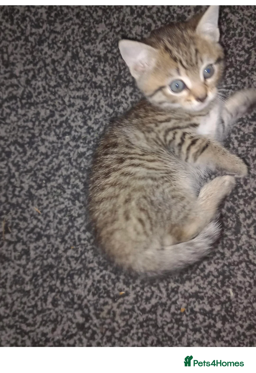 Mixed Breed cats for sale: Boy kitten for sale  - Advert 2