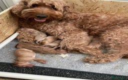 Goldendoodle dogs for sale: F1b Goldendoodles available for reservation - Image 30
