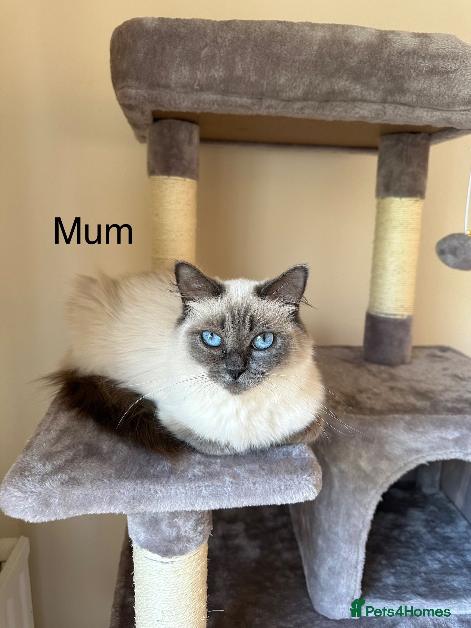 Ragdoll cats GCCF registered purebred Ragdoll kittens - Advert 1