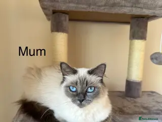 Ragdoll cats GCCF registered purebred Ragdoll kittens - Advert 5