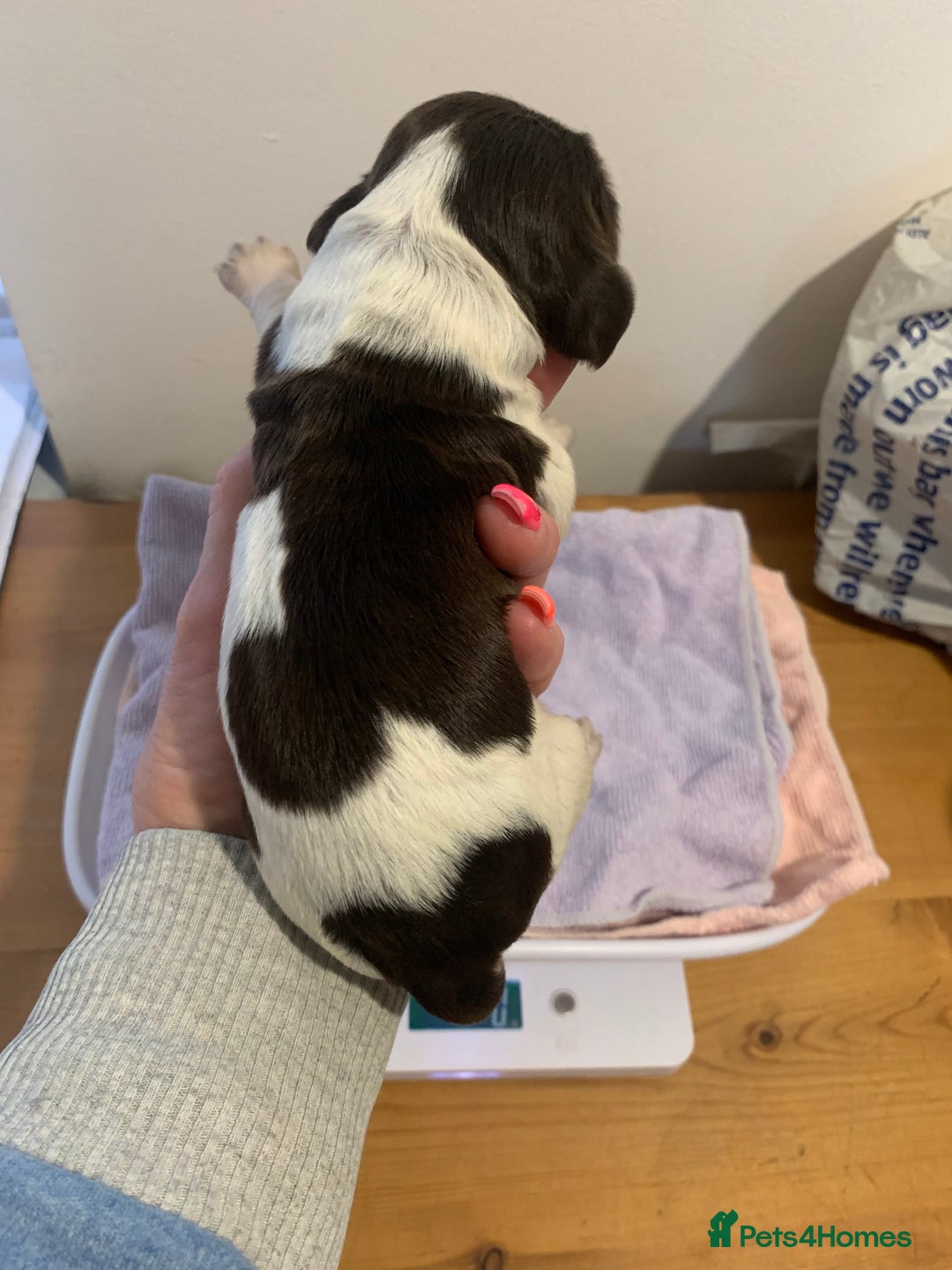 Cocker Spaniel dogs for sale: Beautiful show line cocker spaniel puppies  - Advert 8