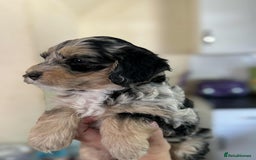 Sheepadoodle dogs for sale: F1b mini sheepadoodles - Image 18