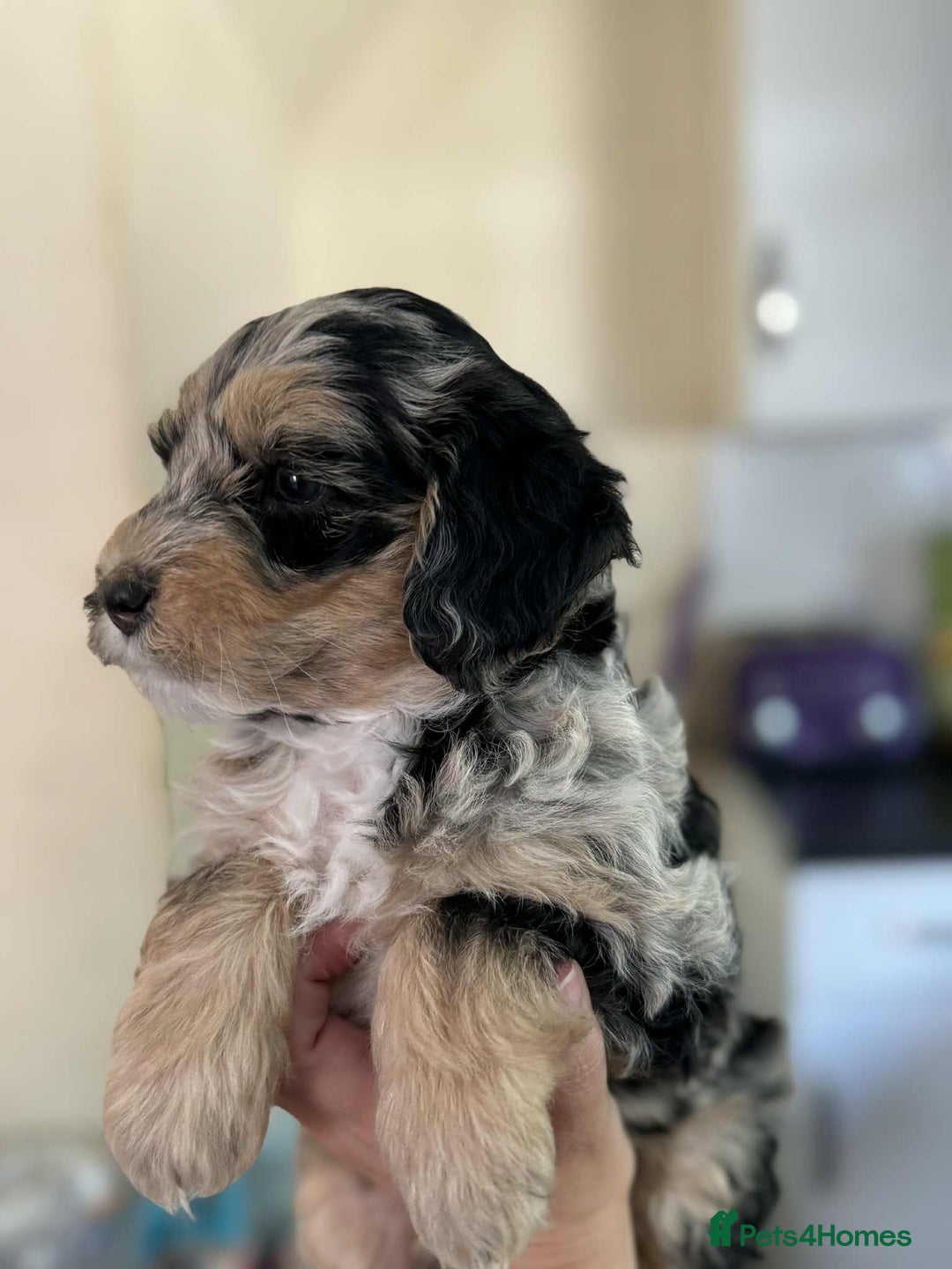 Sheepadoodle dogs for sale: F1b mini sheepadoodles - Image 18
