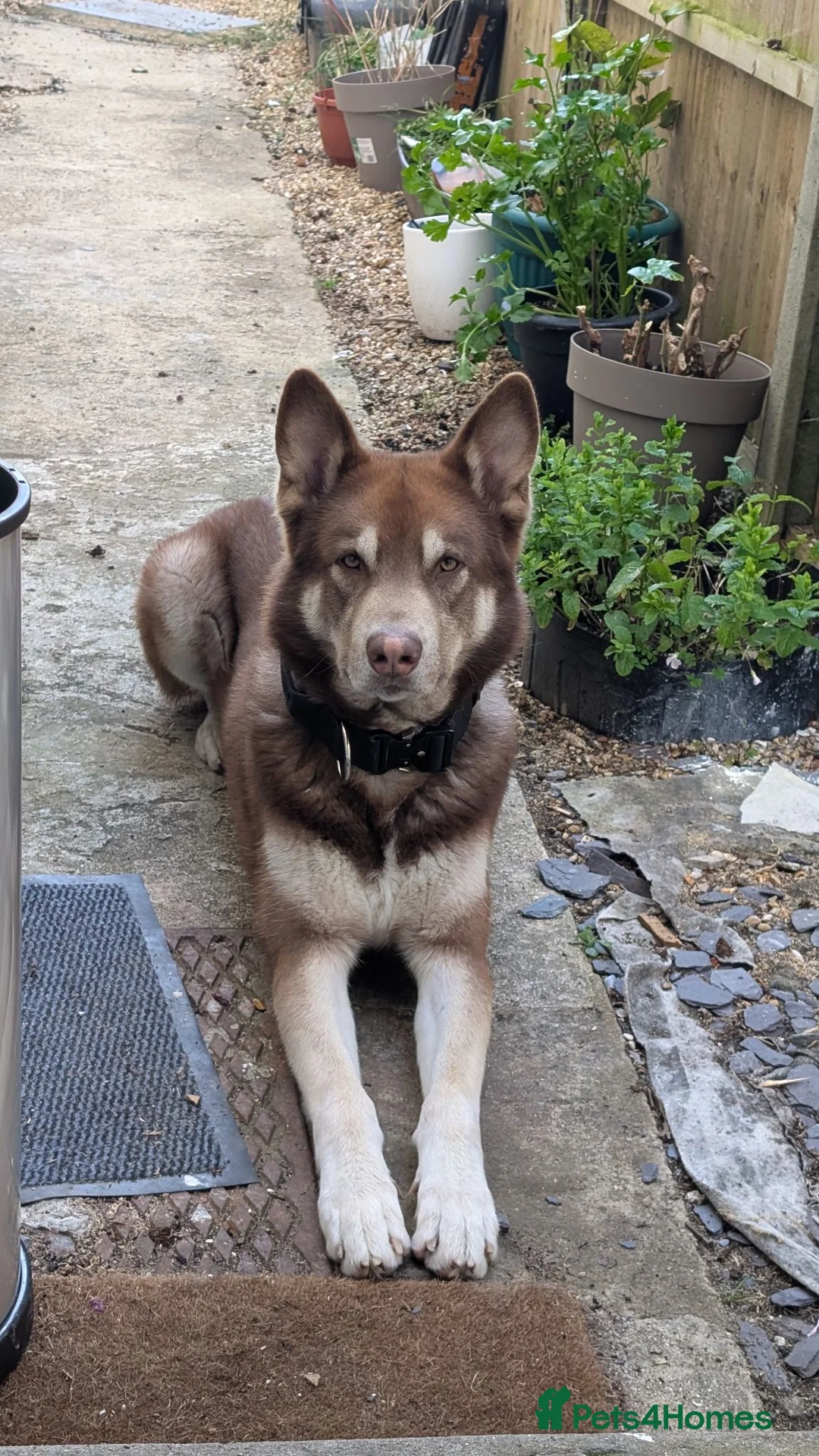 Shepsky dogs for sale: Huskie cross German shepherd  - Advert 2