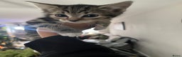 Bengal cats for sale: Two Purebred Bengal Kittens Male & Female  - Advert 5