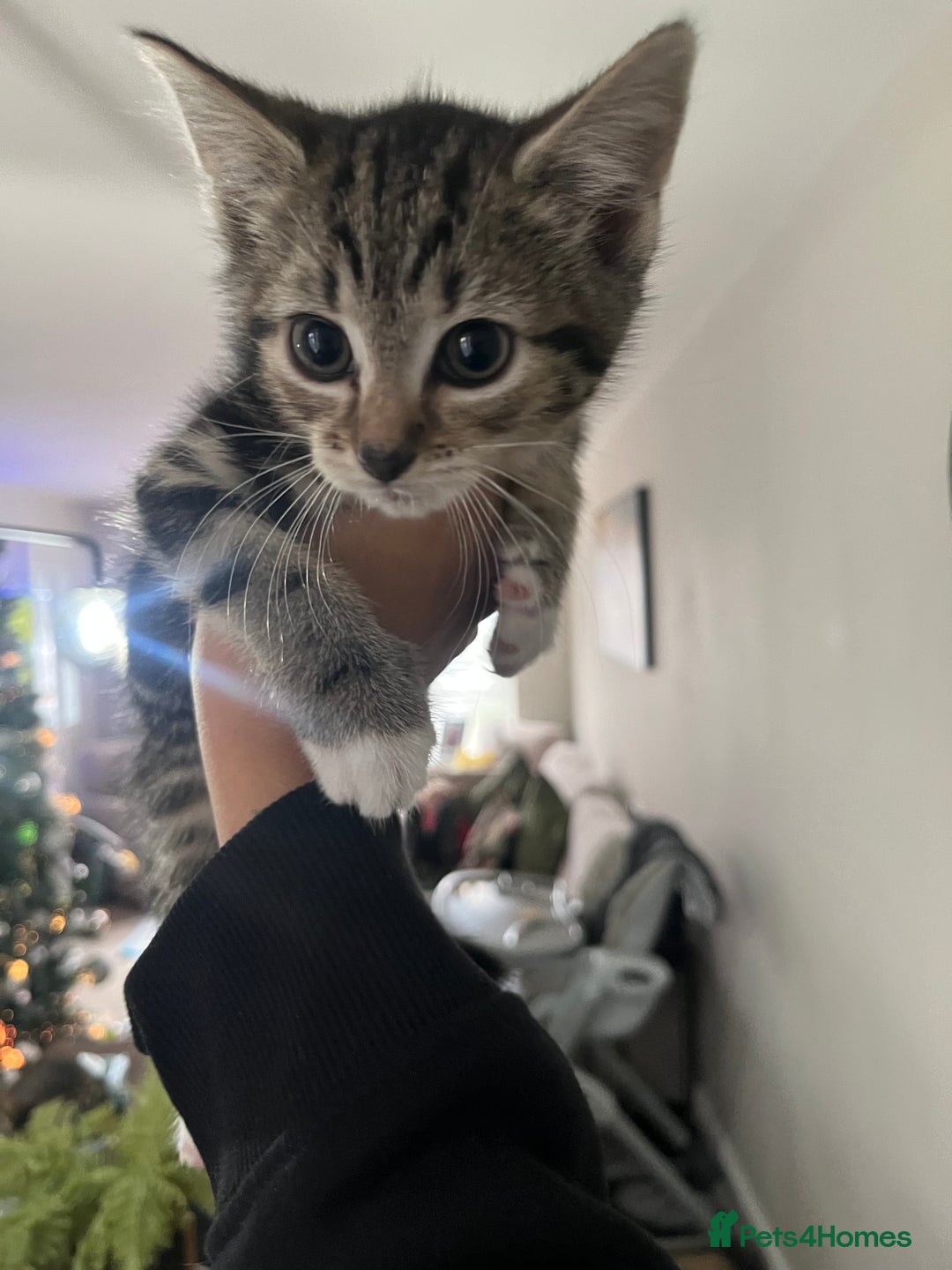 Bengal cats for sale: Two Purebred Bengal Kittens Male & Female  - Advert 5