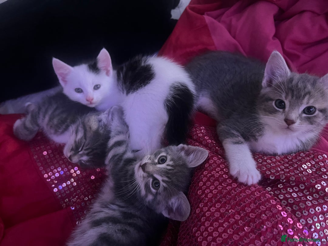 Mixed Breed cats for sale: Kittens - Advert 13