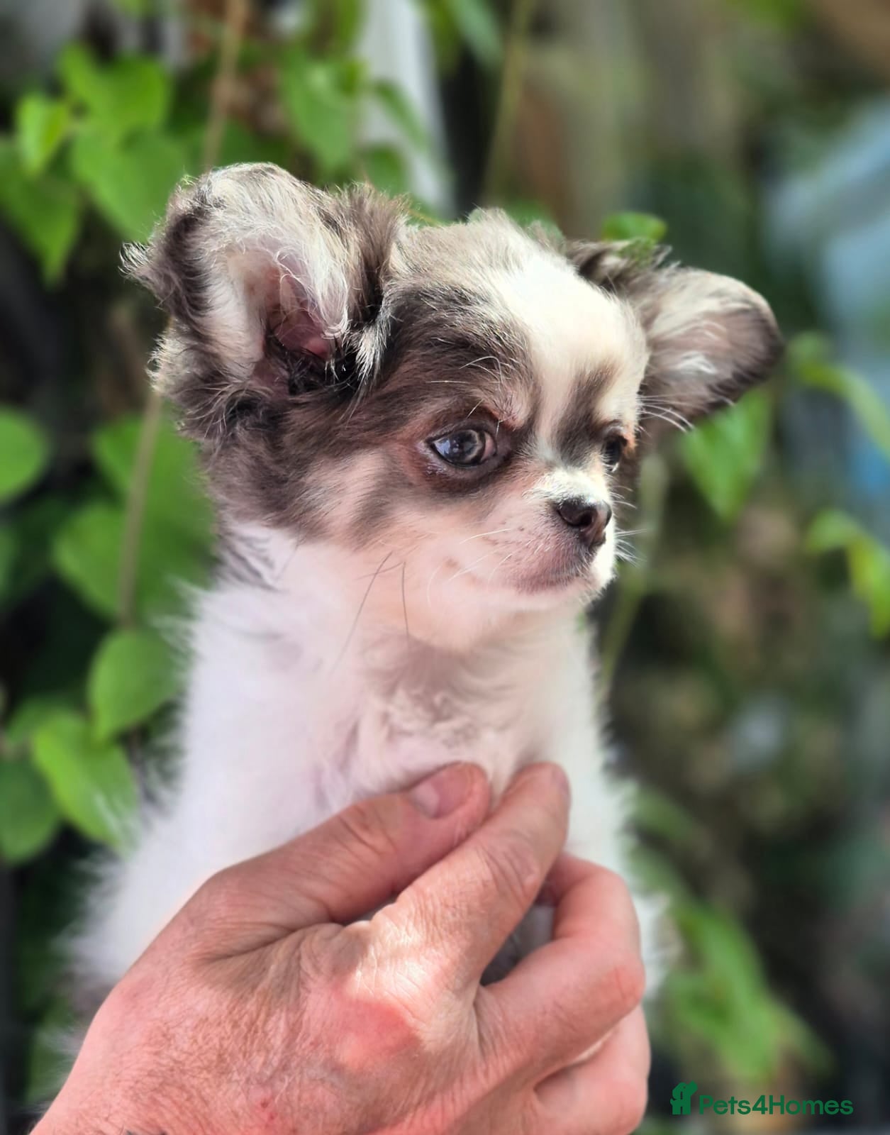 Chihuahua dogs Amazing Longcoat Chihuahua Puppies. READY NOW - Advert 1