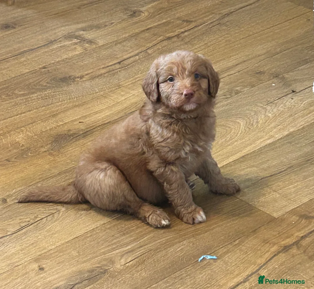 Mixed Breed dogs for sale: Red doodles - Advert 6