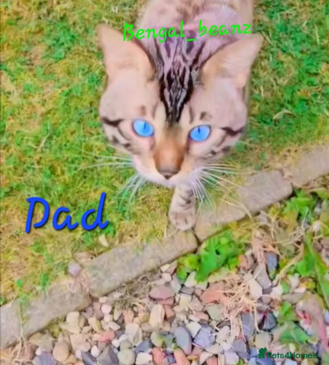 Bengal cats for sale: Snow mink bengals ready now - Advert 23