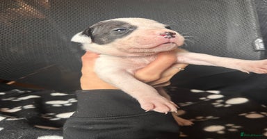 Mixed Breed dogs - Advert 8
