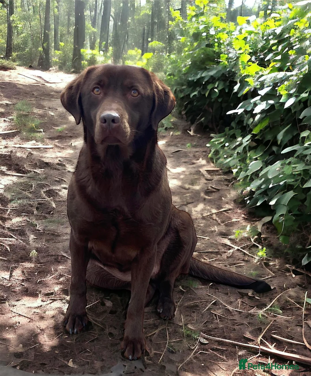 Labrador Retriever dogs for sale: Stunning choc lab pups due  . 5🌟 Health status  - Advert 4
