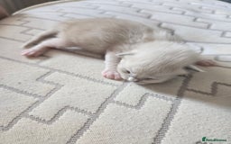 Mixed Breed cats for sale: 🎊RESERVED🎊💖Pure Blue-point mitted Ragdoll ♀️💖 - Image 13