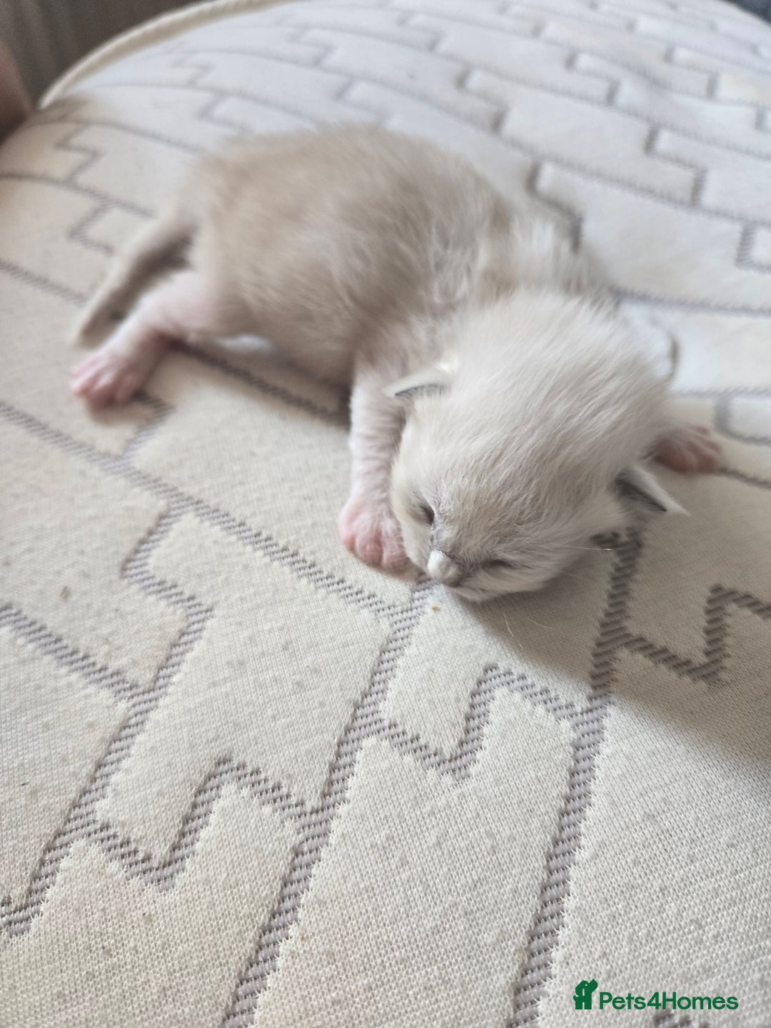 Mixed Breed cats for sale: 🎊RESERVED🎊💖Pure Blue-point mitted Ragdoll ♀️💖 - Image 13
