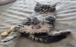Maine Coon cats for sale: 2 stunning 3/4 Maine Coon boys - Image 10