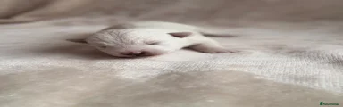 West Highland Terrier 8