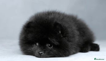 Pomeranian dogs - Advert 7