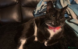 Mixed Breed cats for sale: Beautiful Tuxedo Cats (Lilith and Sage) - Advert 5