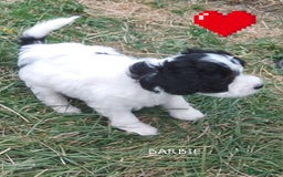 American Cocker Spaniel dogs for sale: SIX SNUGGLE MUFFINS AMERICAN COCKER, TOY POODLE - Image 21
