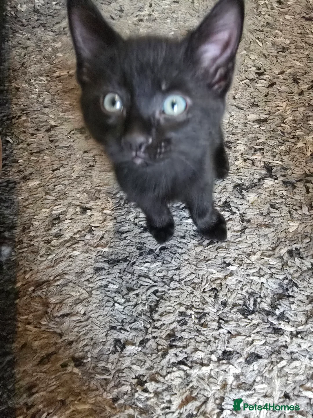 Mixed Breed cats for sale: X2 male kittens - Advert 7