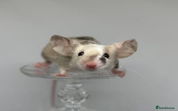 Mouse rodents for sale: Fancy Mice in Abingdon - Image 6