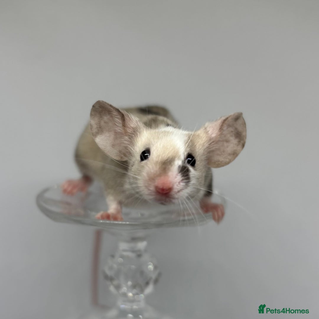 Mouse rodents for sale: Fancy Mice in Abingdon - Image 6