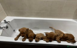 Labrador Retriever dogs for sale: Beautiful kc reg Labrador pups - Image 1