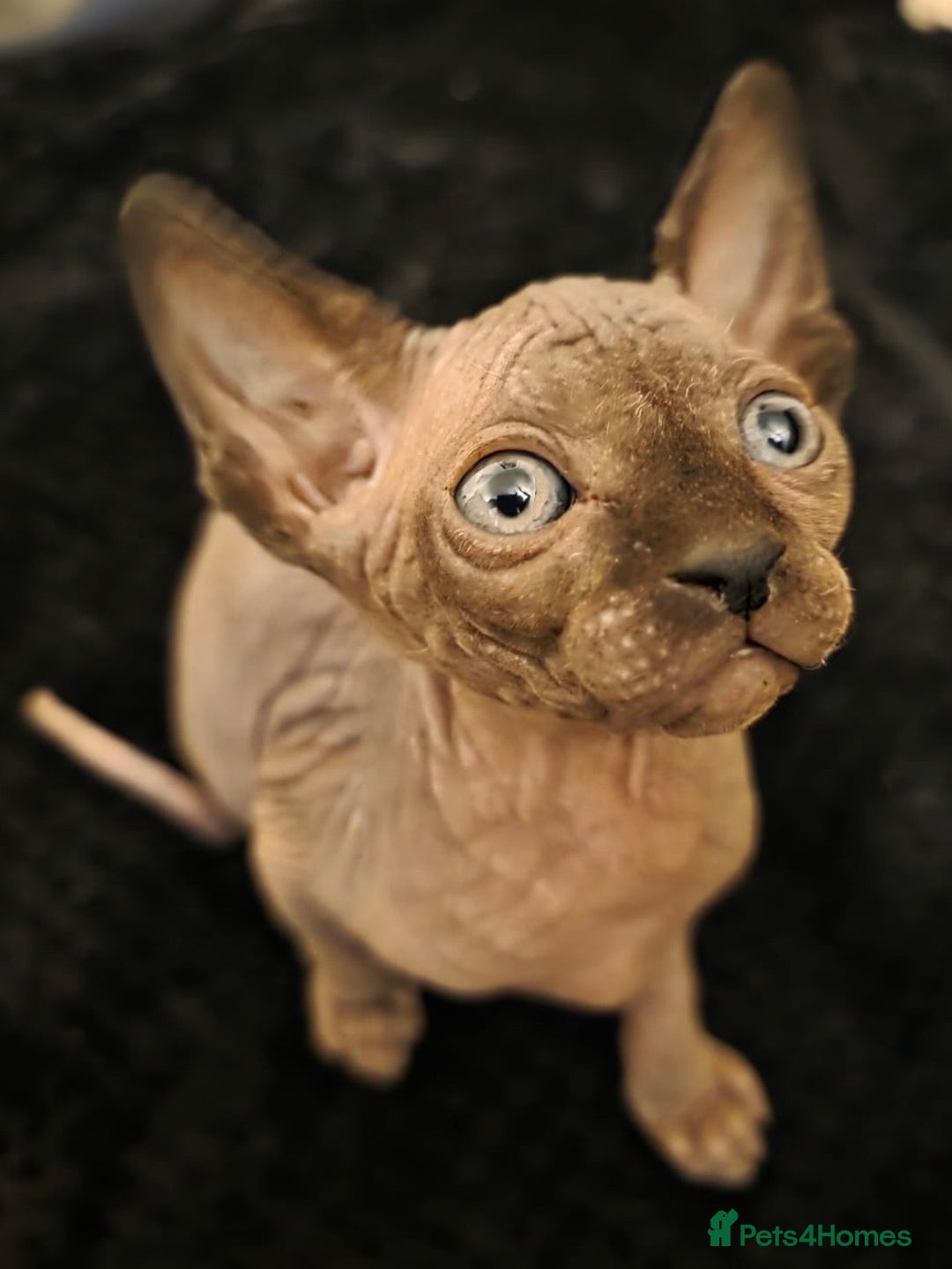 Sphynx cats for sale: ✨ Gorgeous Chunky Sphynx Kittens – Ready Soon! ✨ - Advert 6