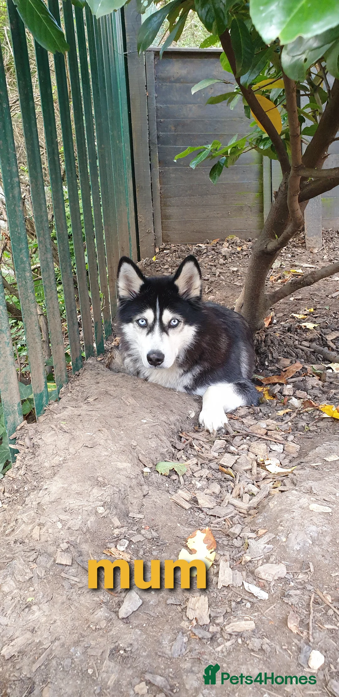 Siberian Husky dogs for stud: Siberian Husky - produces large litters in Cheltenham - Advert 17
