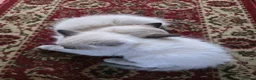 Ragdoll cats for sale: Beautiful Chunky Fluffy Ragdoll kittens in Southend-on-Sea - Advert 10