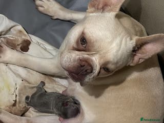 French Bulldog dogs French Bulldogs New Shades Top Lines DonFrenchie - Advert 1