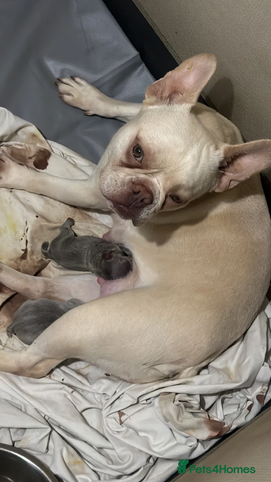 French Bulldog dogs for sale: French Bulldog Puppies  - Advert 4