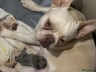 French Bulldog dogs French Bulldog Puppies - Advert 1