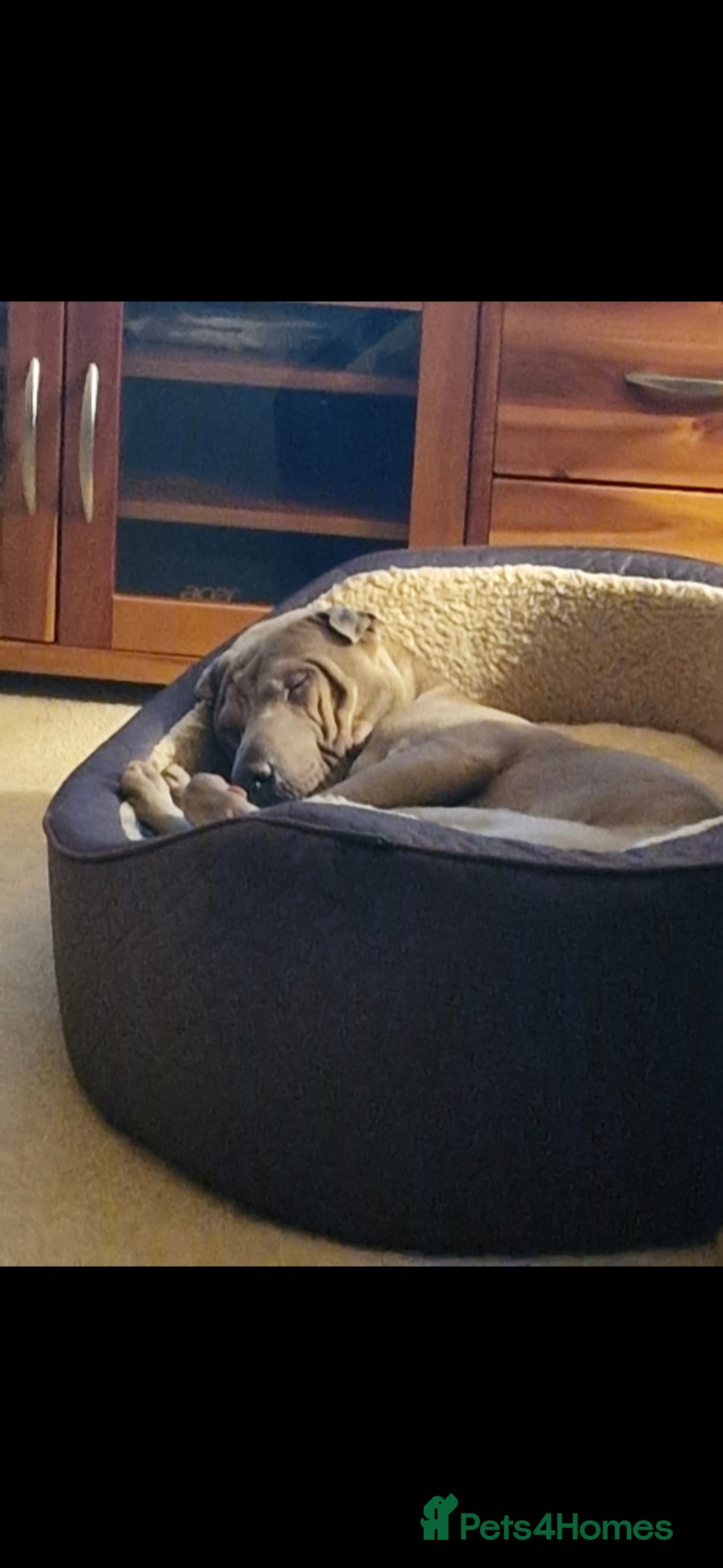 Shar Pei dogs for sale: Sharpei  - Image 1