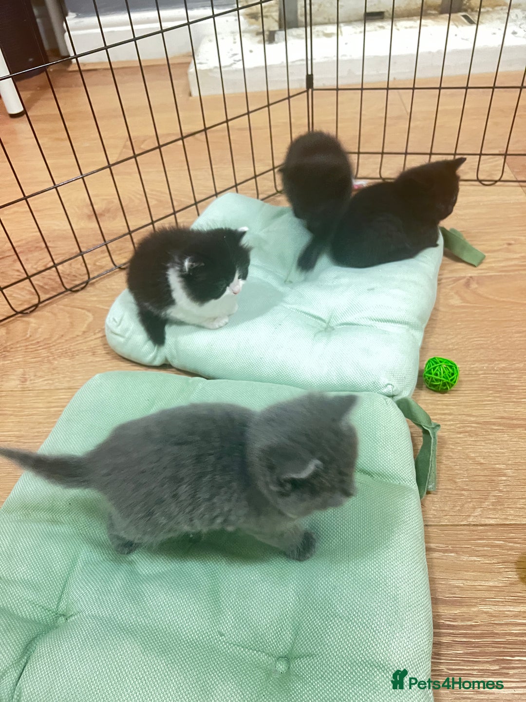 Mixed Breed cats for sale: Beautiful mixed bread kittens  - Image 10