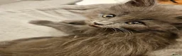 Maine Coon cats for sale: XL Russian main coons in Manchester - Advert 23