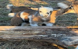 Goats livestock for sale: Wether Pygmy goats - Image 5