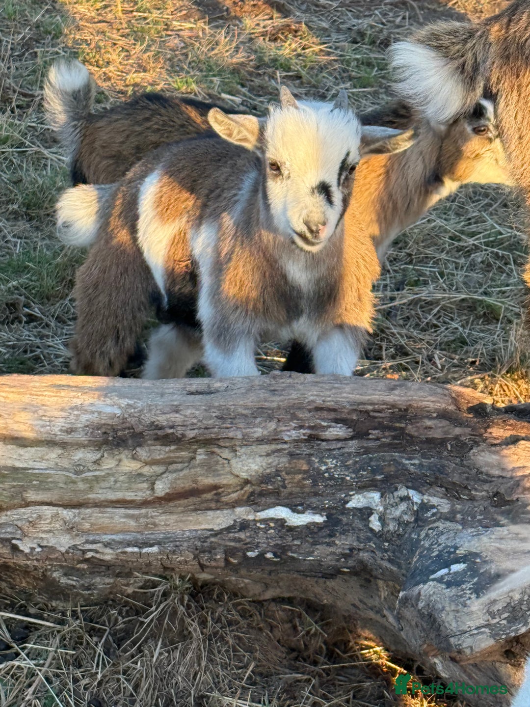 Goats livestock for sale: Wether Pygmy goats - Image 5