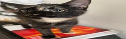 Mixed Breed cats for sale: Tortoiseshell kitten - Advert 1