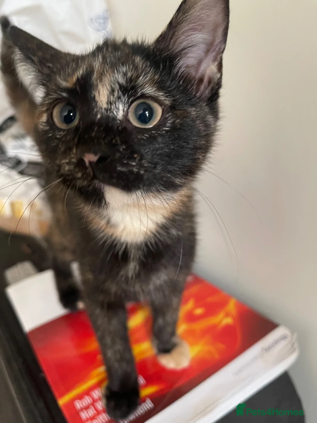 Mixed Breed cats for sale: Tortoiseshell kitten - Advert 1