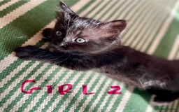 Ragdoll cats for sale: Half Ragdoll KITTENS - Image 29