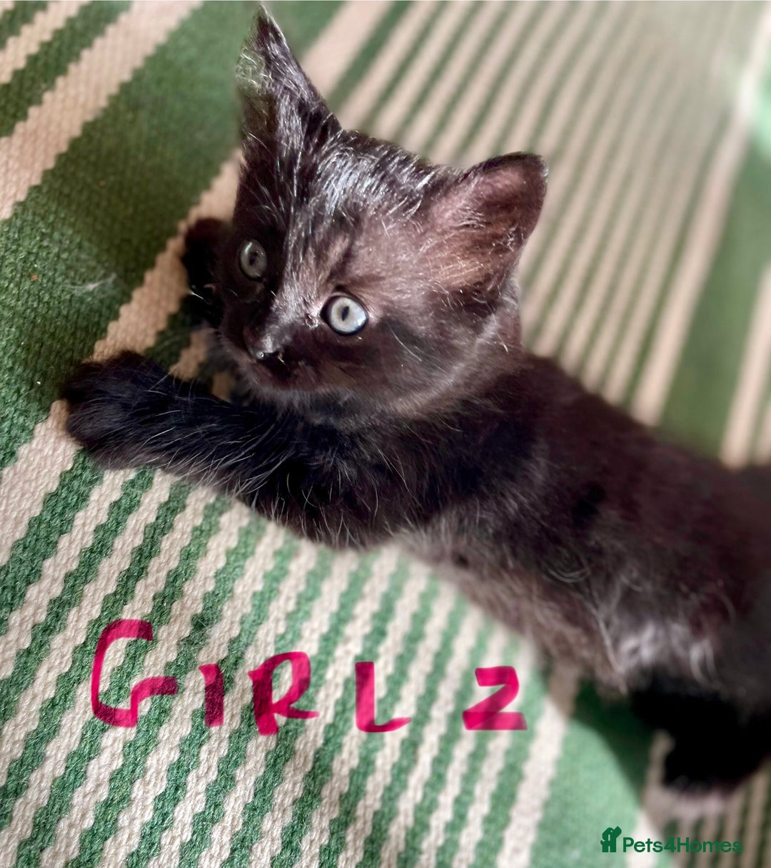 Ragdoll cats for sale: Half Ragdoll KITTENS - Image 29
