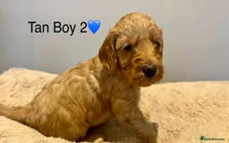 Cockapoo dogs for sale: 🐾STUNNING COCKAPOO PUPPIES🐾DNA TESTED PARENTS🧬 - Image 20
