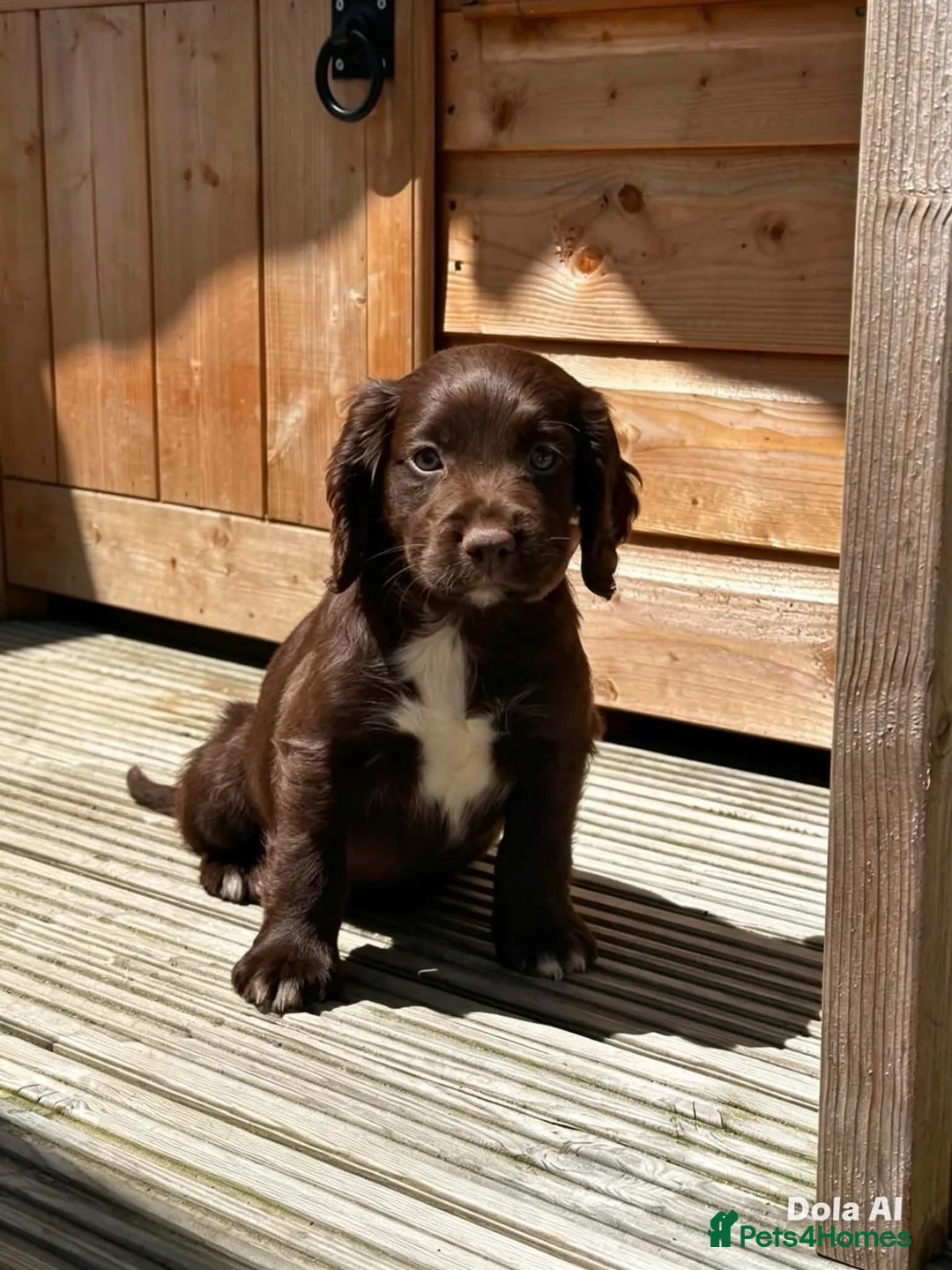 Cocker Spaniel dogs for sale: Ready now cocker spaniel  - Advert 1