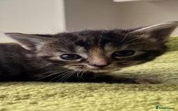 Mixed Breed cats for sale: 4  GORGEOUS TABBY/TORTOISHELL GIRLS.   - Image 2
