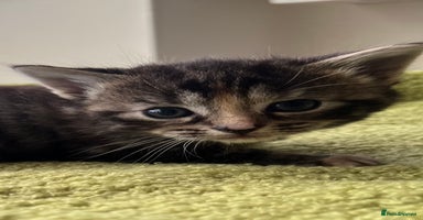 Mixed Breed cats - Advert 9