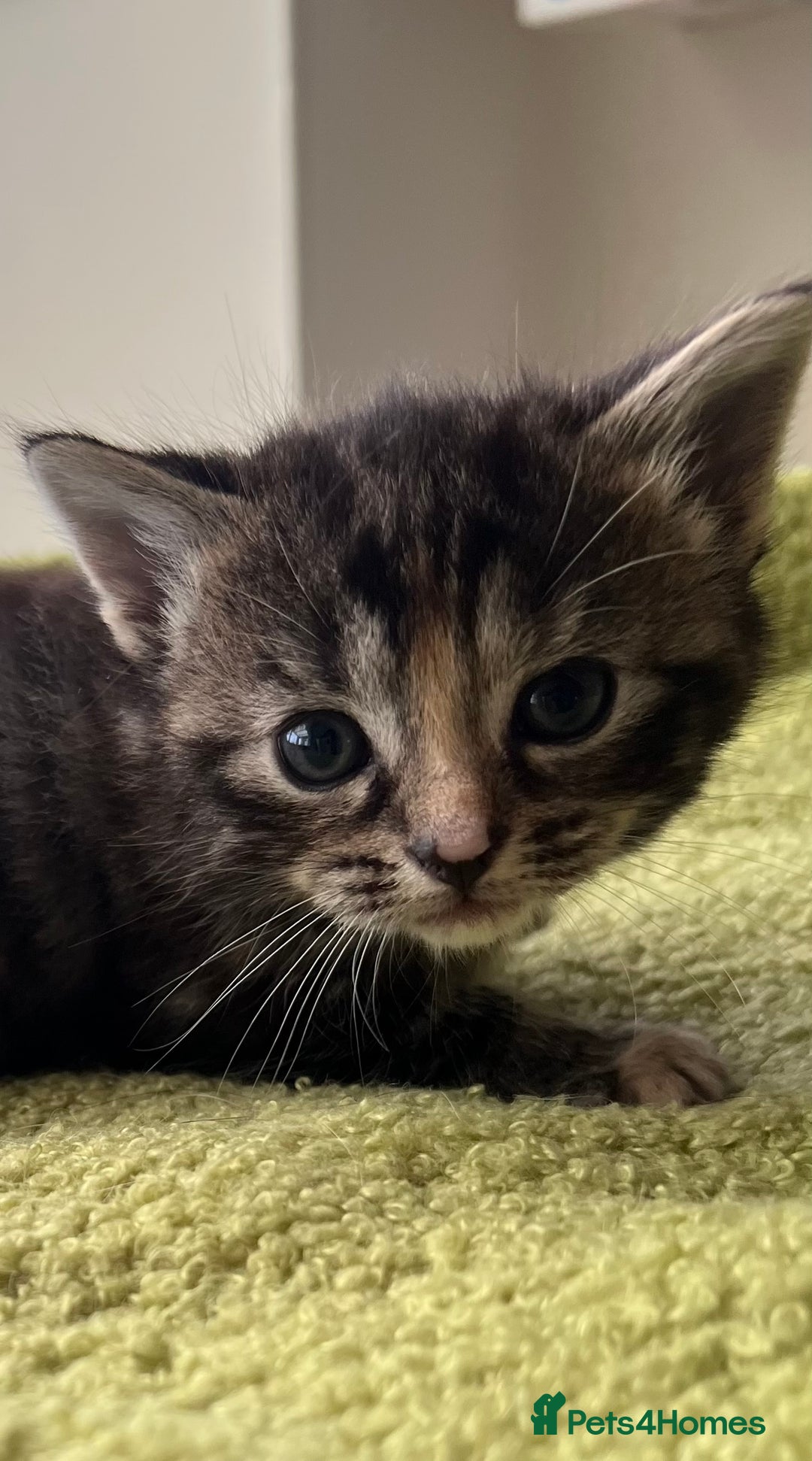Mixed Breed cats for sale: 4  GORGEOUS TABBY/TORTOISHELL GIRLS.   - Image 2