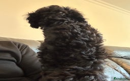 Miniature Poodle dogs for sale: Mini poodle puppy - Advert 4